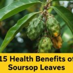 soursoup leaves