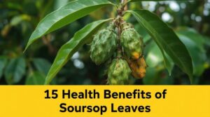 soursoup leaves